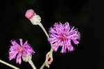 Giant ironweed